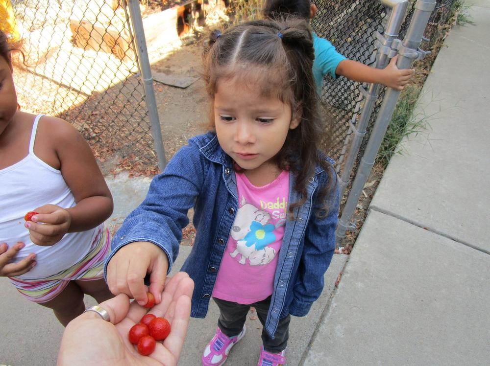 child eating tomatoes